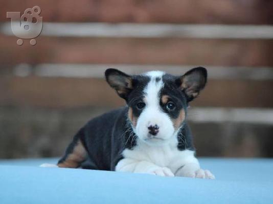 Σκυλιά Basenji